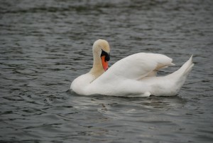 DSC_6629